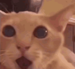 Gato sorpresas.png Gato sorpresas.png